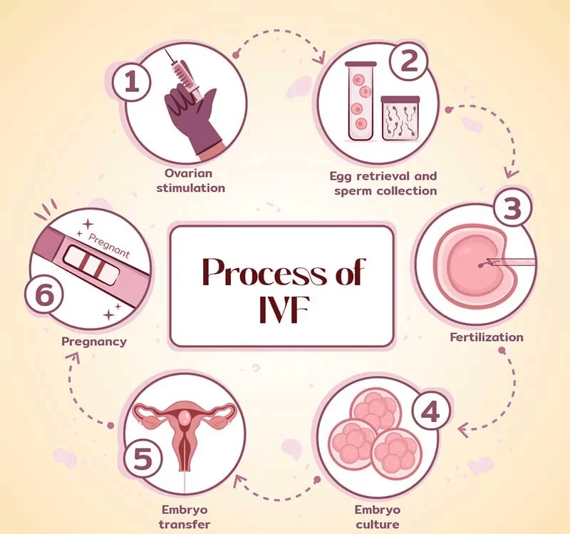 ivf process