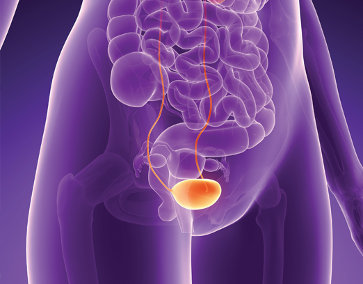 Urogynecology Specialist Lebanon